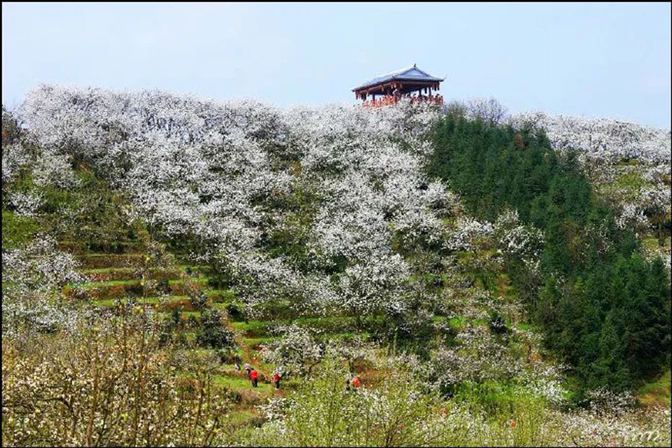【春天，广西桂林灌阳县向您发出邀请！】我们在灌阳看梨花 - 游山玩水 - 淄博生活社区 - 淄博28生活网 zb.28life.net