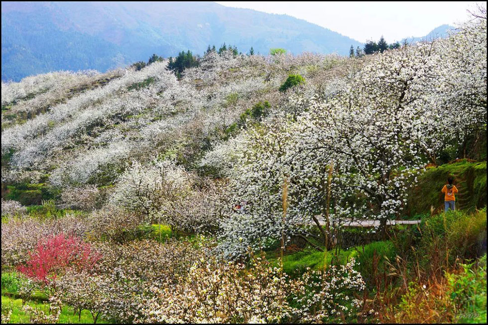 【春天，广西桂林灌阳县向您发出邀请！】我们在灌阳看梨花 - 游山玩水 - 淄博生活社区 - 淄博28生活网 zb.28life.net