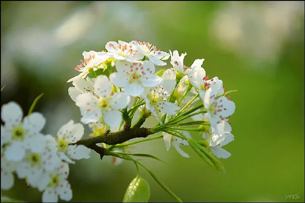 【春天，广西桂林灌阳县向您发出邀请！】我们在灌阳看梨花 - 游山玩水 - 淄博生活社区 - 淄博28生活网 zb.28life.net