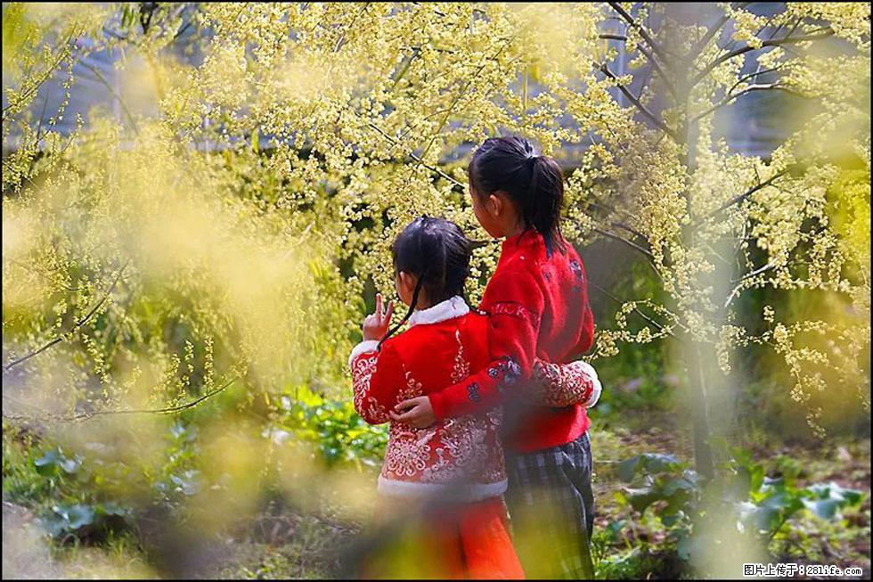 【春天,广西桂林灌阳县向您发出邀请!】米珠山前有片山苍子花在飘香 - 游山玩水 - 淄博生活社区 - 淄博28生活网 zb.28life.net
