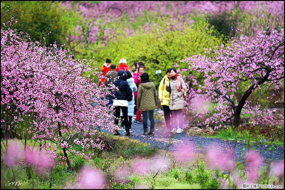 【春天，广西桂林灌阳县向您发出邀请！】官庄村有个醉美的桃花园 - 游山玩水 - 淄博生活社区 - 淄博28生活网 zb.28life.net