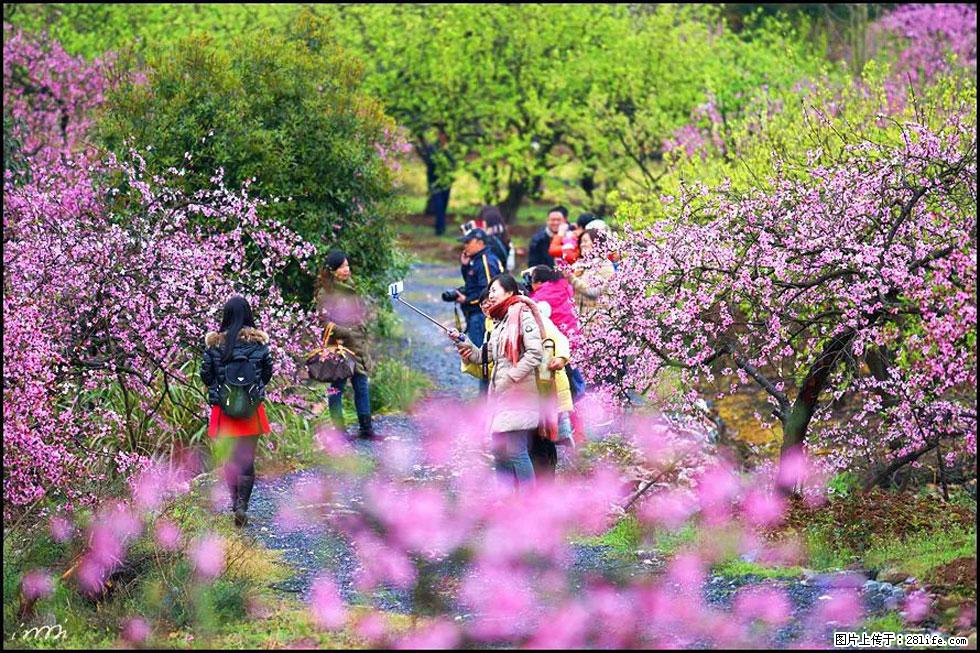【春天，广西桂林灌阳县向您发出邀请！】官庄村有个醉美的桃花园 - 游山玩水 - 淄博生活社区 - 淄博28生活网 zb.28life.net