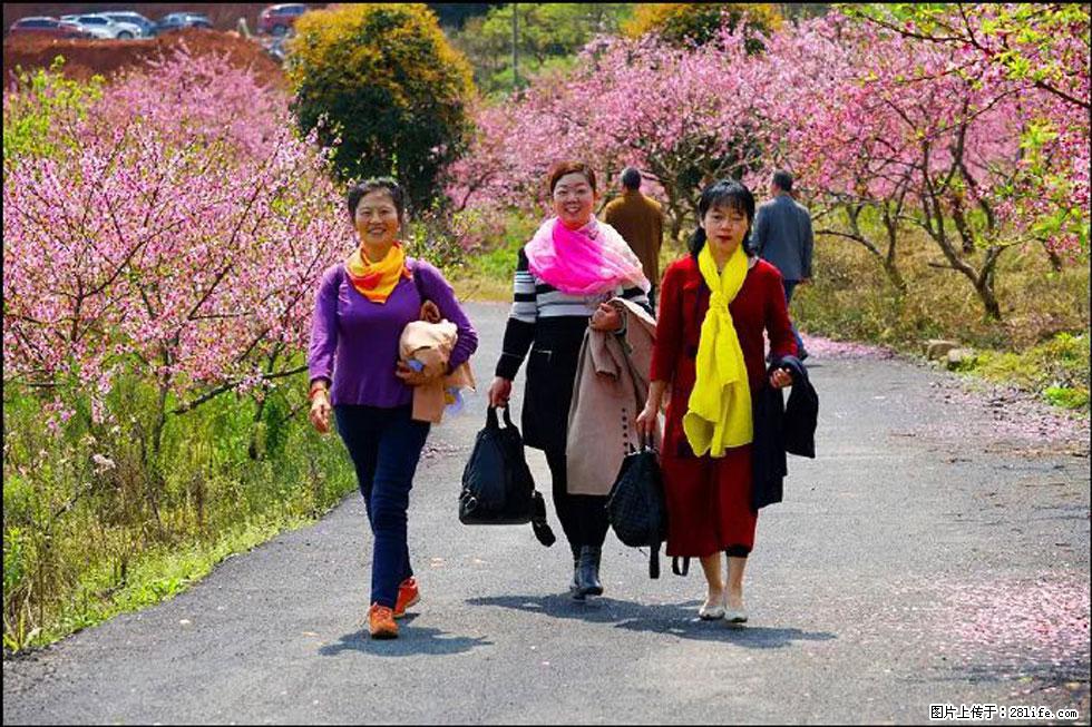 【春天，广西桂林灌阳县向您发出邀请！】官庄村有个醉美的桃花园 - 游山玩水 - 淄博生活社区 - 淄博28生活网 zb.28life.net