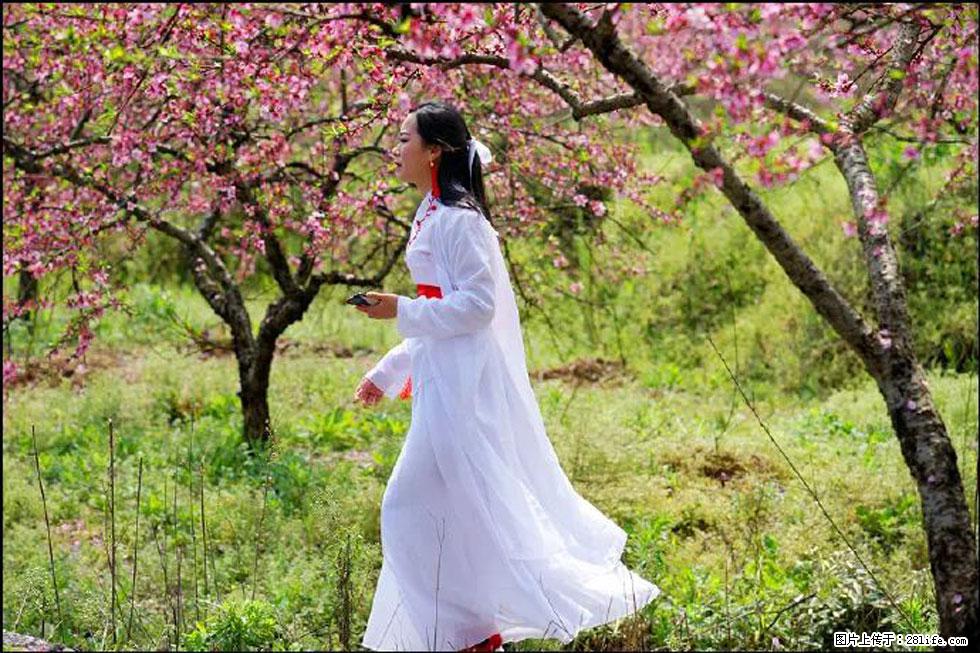 【春天，广西桂林灌阳县向您发出邀请！】官庄村有个醉美的桃花园 - 游山玩水 - 淄博生活社区 - 淄博28生活网 zb.28life.net