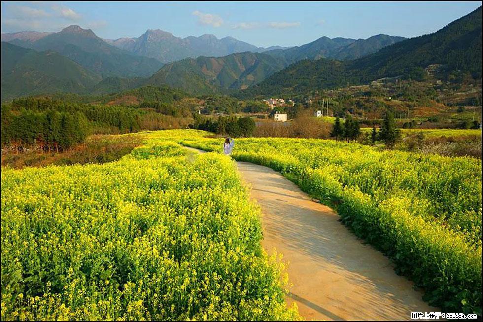 【春天，广西桂林灌阳县向您发出邀请！】长坪村油菜盛情花开 - 游山玩水 - 淄博生活社区 - 淄博28生活网 zb.28life.net