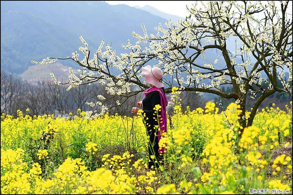 【春天，广西桂林灌阳县向您发出邀请！】长坪村油菜盛情花开 - 游山玩水 - 淄博生活社区 - 淄博28生活网 zb.28life.net