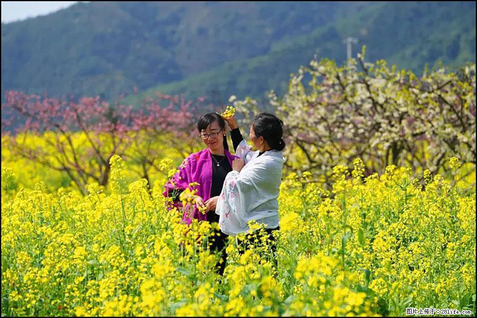 【春天，广西桂林灌阳县向您发出邀请！】长坪村油菜盛情花开 - 游山玩水 - 淄博生活社区 - 淄博28生活网 zb.28life.net