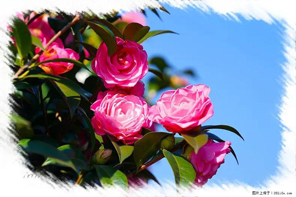 【春天，广西桂林灌阳县向您发出邀请！】杨柳井茶花惹人爱 - 游山玩水 - 淄博生活社区 - 淄博28生活网 zb.28life.net