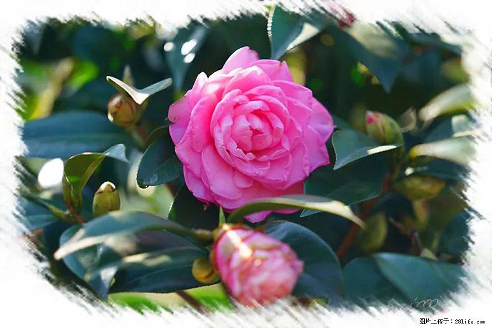 【春天，广西桂林灌阳县向您发出邀请！】杨柳井茶花惹人爱 - 游山玩水 - 淄博生活社区 - 淄博28生活网 zb.28life.net