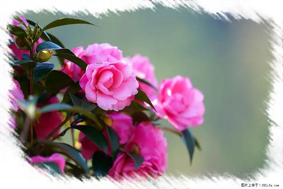 【春天，广西桂林灌阳县向您发出邀请！】杨柳井茶花惹人爱 - 游山玩水 - 淄博生活社区 - 淄博28生活网 zb.28life.net