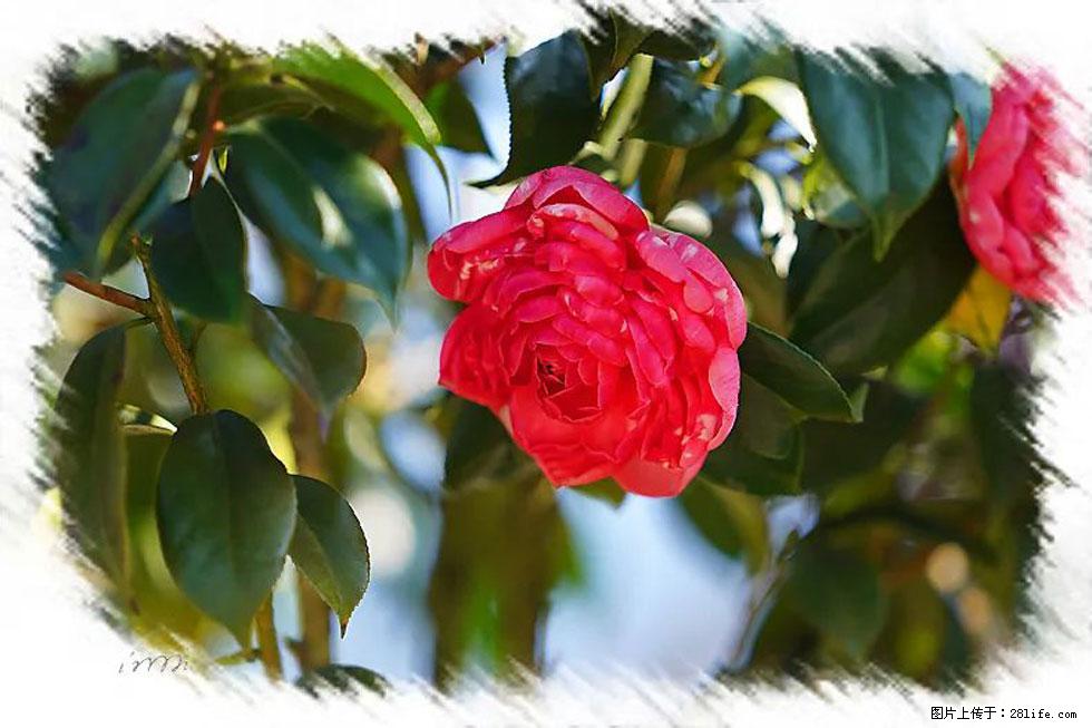 【春天，广西桂林灌阳县向您发出邀请！】杨柳井茶花惹人爱 - 游山玩水 - 淄博生活社区 - 淄博28生活网 zb.28life.net