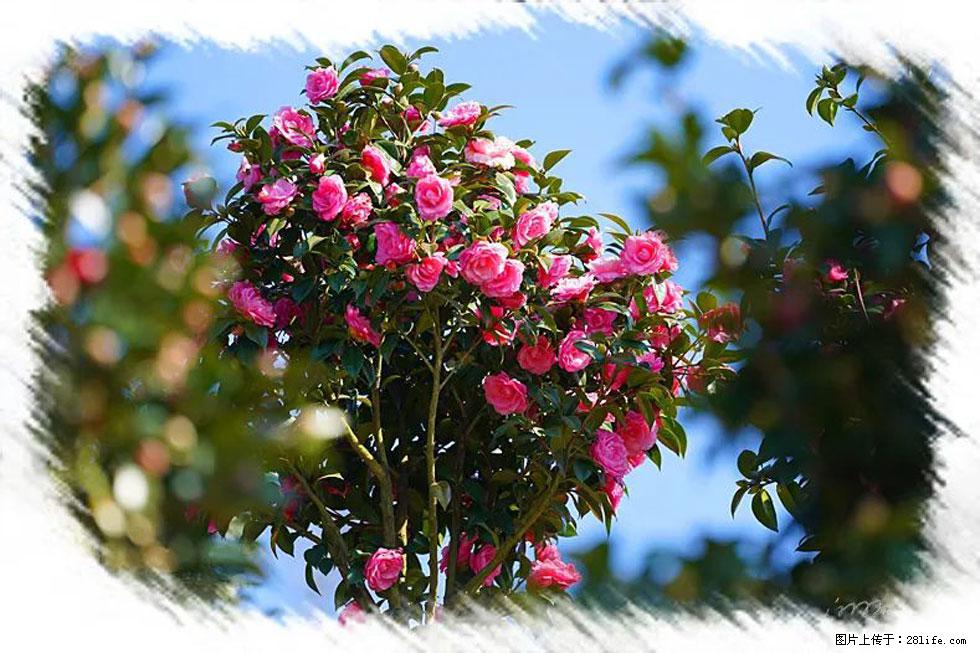 【春天，广西桂林灌阳县向您发出邀请！】杨柳井茶花惹人爱 - 游山玩水 - 淄博生活社区 - 淄博28生活网 zb.28life.net