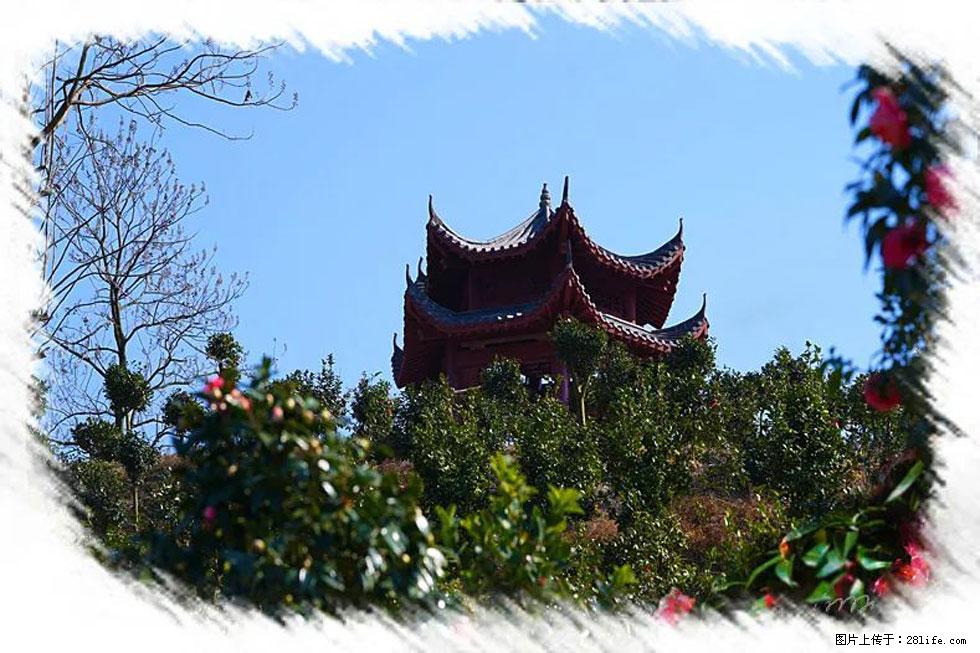 【春天，广西桂林灌阳县向您发出邀请！】杨柳井茶花惹人爱 - 游山玩水 - 淄博生活社区 - 淄博28生活网 zb.28life.net