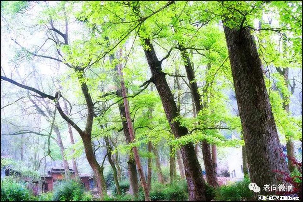 【春天，广西桂林灌阳县向您发出邀请！】在小龙村与春天约会 - 游山玩水 - 淄博生活社区 - 淄博28生活网 zb.28life.net