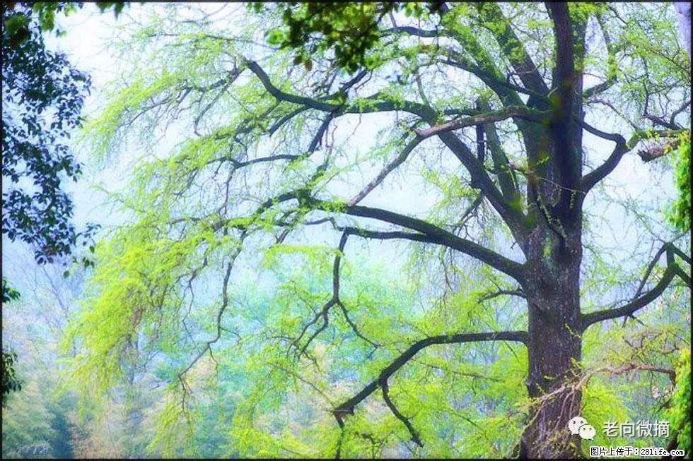 【春天，广西桂林灌阳县向您发出邀请！】在小龙村与春天约会 - 游山玩水 - 淄博生活社区 - 淄博28生活网 zb.28life.net