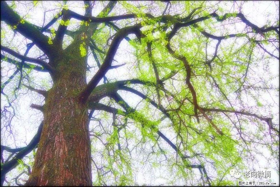 【春天，广西桂林灌阳县向您发出邀请！】在小龙村与春天约会 - 游山玩水 - 淄博生活社区 - 淄博28生活网 zb.28life.net