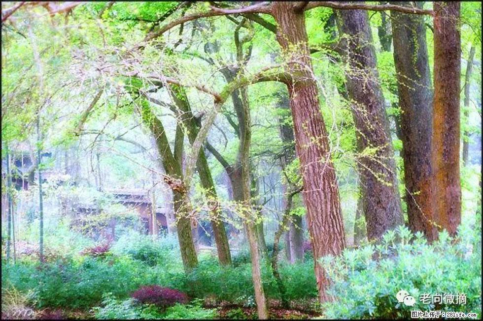 【春天，广西桂林灌阳县向您发出邀请！】在小龙村与春天约会 - 游山玩水 - 淄博生活社区 - 淄博28生活网 zb.28life.net