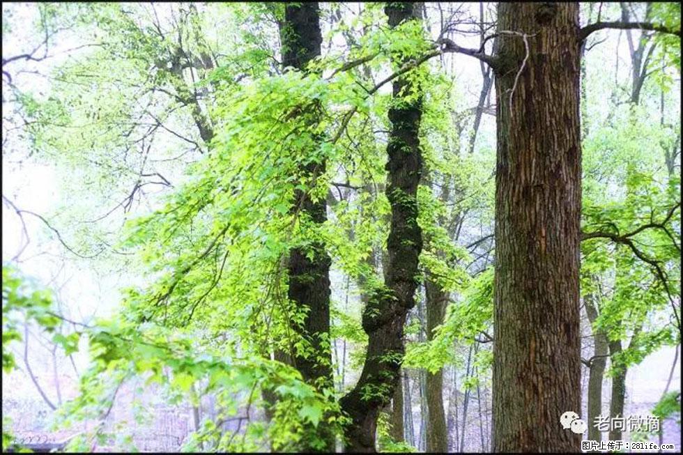 【春天，广西桂林灌阳县向您发出邀请！】在小龙村与春天约会 - 游山玩水 - 淄博生活社区 - 淄博28生活网 zb.28life.net