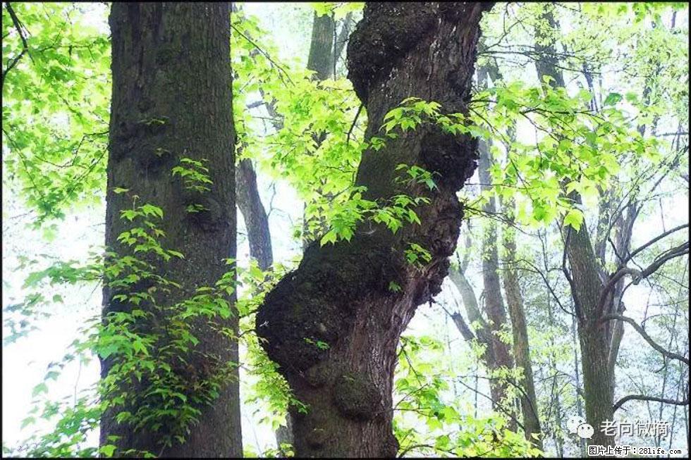 【春天，广西桂林灌阳县向您发出邀请！】在小龙村与春天约会 - 游山玩水 - 淄博生活社区 - 淄博28生活网 zb.28life.net