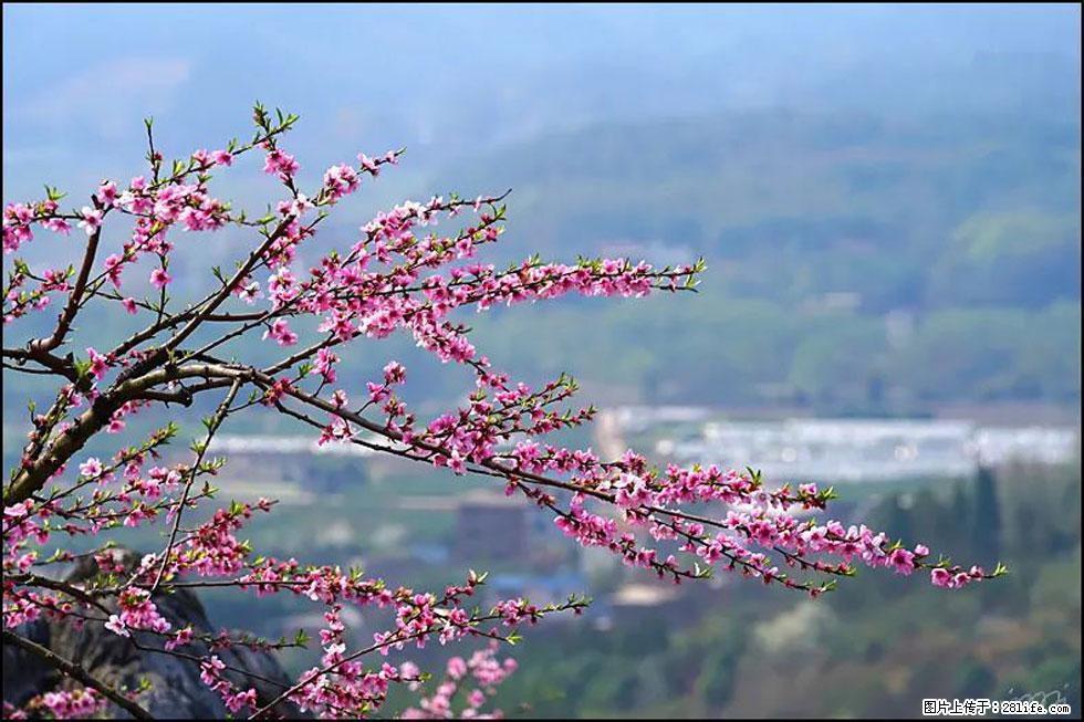 【春天，广西桂林灌阳县向您发出邀请！】望月岭上桃花开 - 游山玩水 - 淄博生活社区 - 淄博28生活网 zb.28life.net