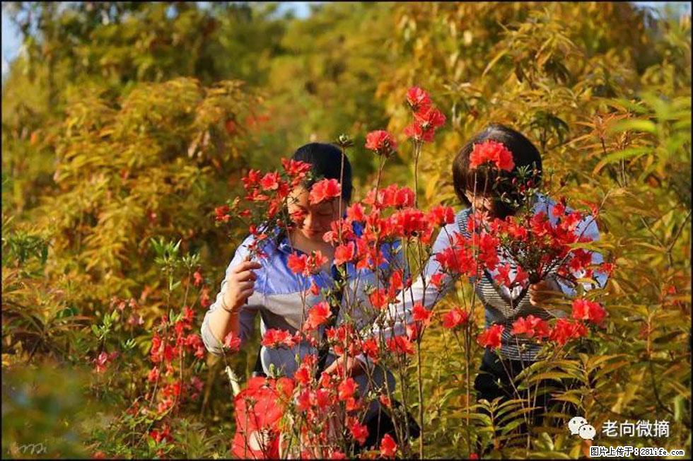 【春天，广西桂林灌阳县向您发出邀请！】登麒麟山，相约映山红 - 游山玩水 - 淄博生活社区 - 淄博28生活网 zb.28life.net