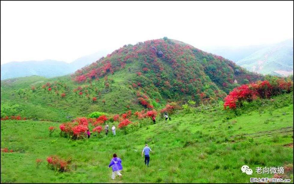 【春天，广西桂林灌阳县向您发出邀请！】宝盖山上映山红 - 游山玩水 - 淄博生活社区 - 淄博28生活网 zb.28life.net