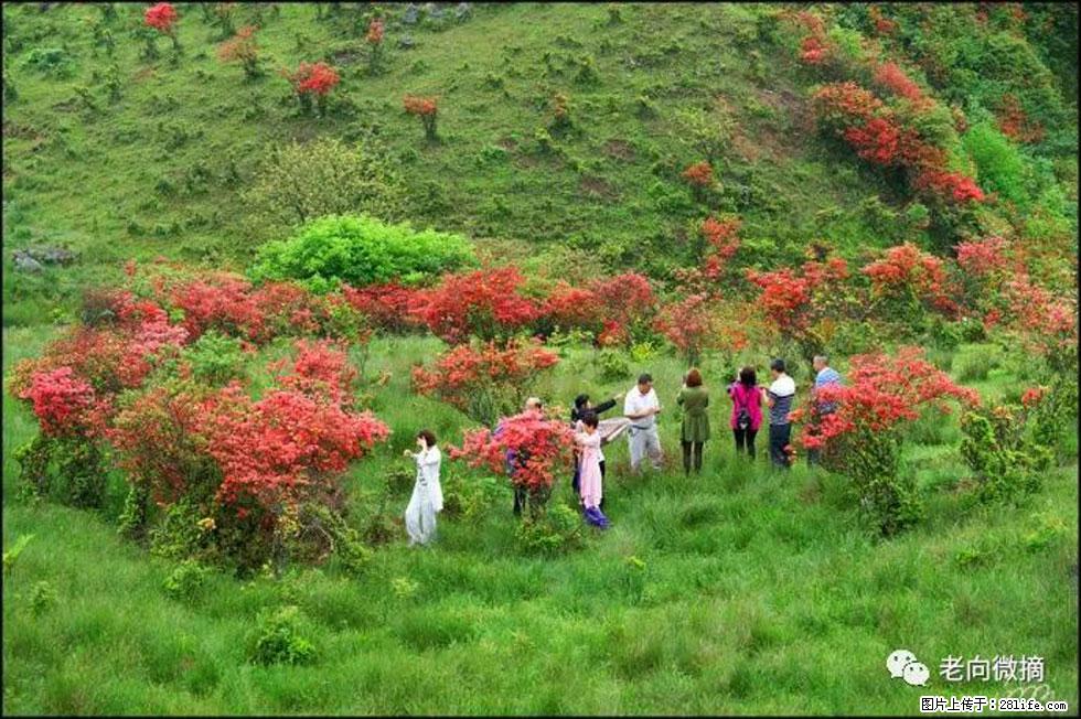 【春天，广西桂林灌阳县向您发出邀请！】宝盖山上映山红 - 游山玩水 - 淄博生活社区 - 淄博28生活网 zb.28life.net