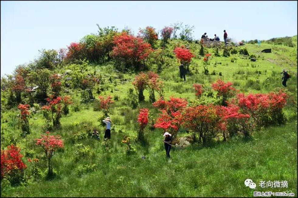 【春天，广西桂林灌阳县向您发出邀请！】宝盖山上映山红 - 游山玩水 - 淄博生活社区 - 淄博28生活网 zb.28life.net