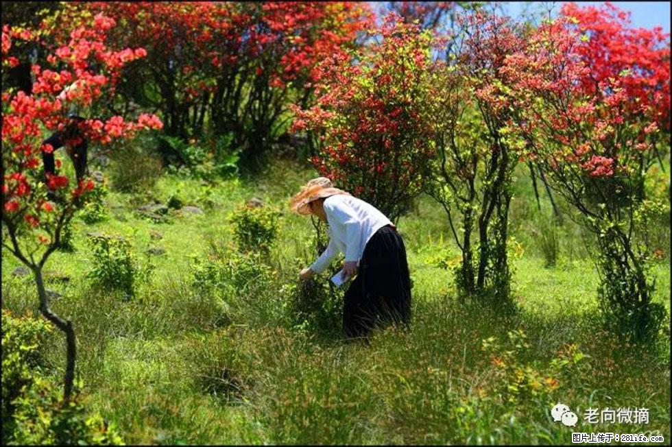 【春天，广西桂林灌阳县向您发出邀请！】宝盖山上映山红 - 游山玩水 - 淄博生活社区 - 淄博28生活网 zb.28life.net