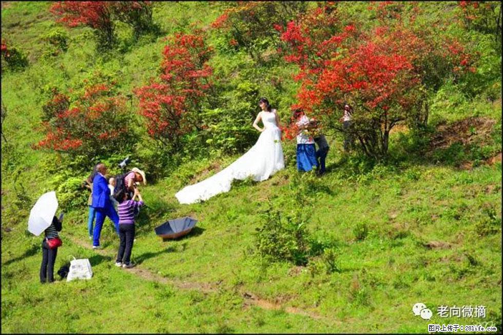 【春天，广西桂林灌阳县向您发出邀请！】宝盖山上映山红 - 游山玩水 - 淄博生活社区 - 淄博28生活网 zb.28life.net
