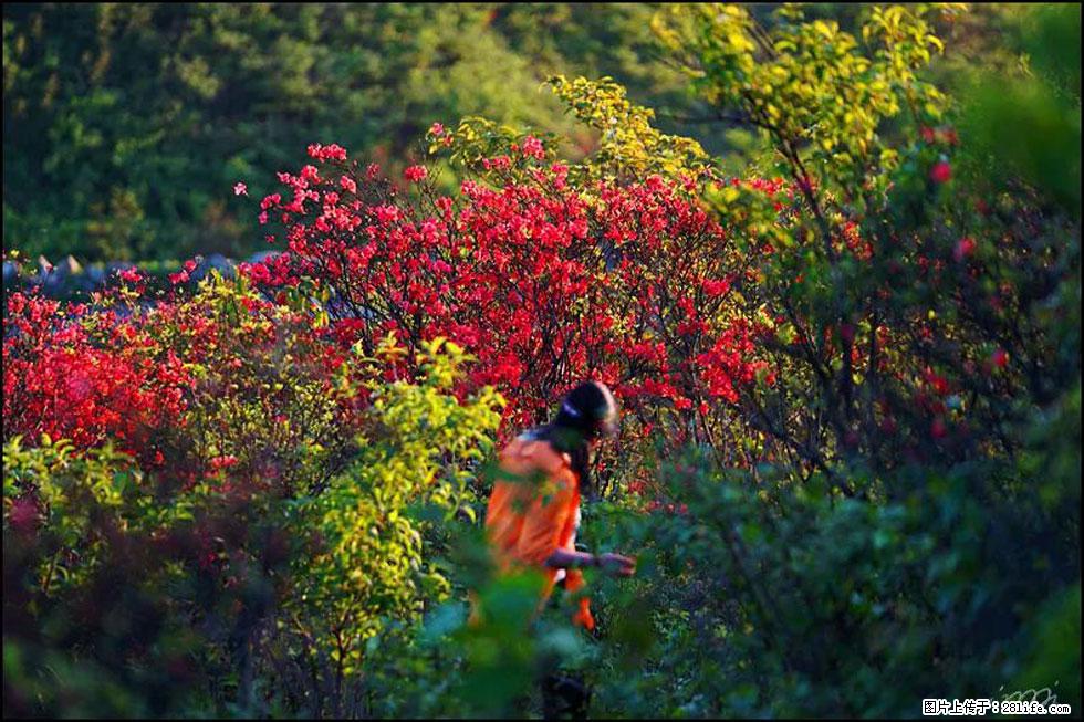 【春天，广西桂林灌阳县向您发出邀请！】春木界上映山红 - 游山玩水 - 淄博生活社区 - 淄博28生活网 zb.28life.net