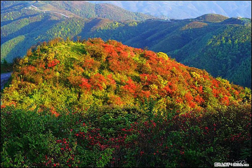 【春天，广西桂林灌阳县向您发出邀请！】春木界上映山红 - 游山玩水 - 淄博生活社区 - 淄博28生活网 zb.28life.net