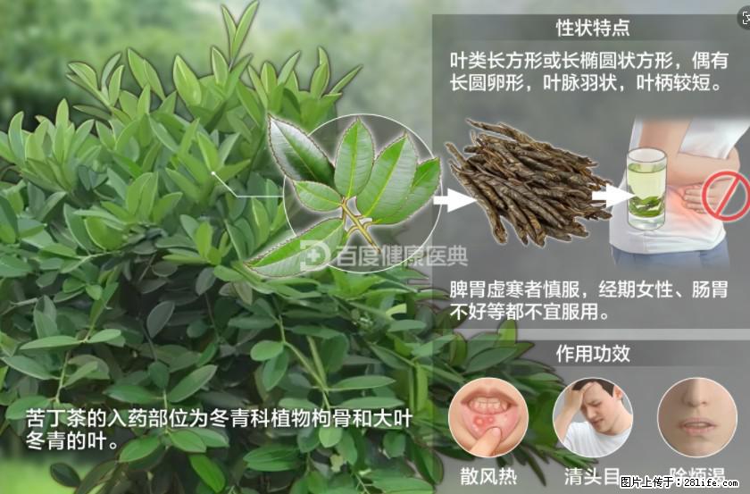 苦丁茶有哪些功效和作用 - 生活百科 - 淄博生活社区 - 淄博28生活网 zb.28life.net