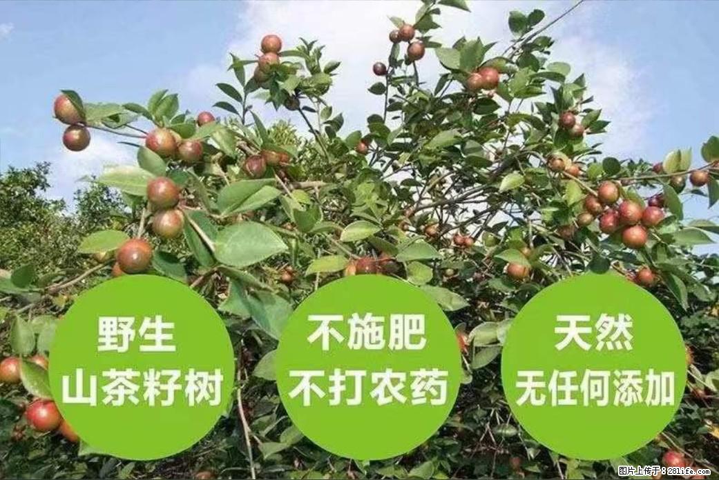 【灌阳县油茶产业示范区】一个有着充实的精神生活的人，对待身外之物自会有一种淡泊的态度 - 土特产 - 饮食特产 - 淄博分类信息 - 淄博28生活网 zb.28life.net