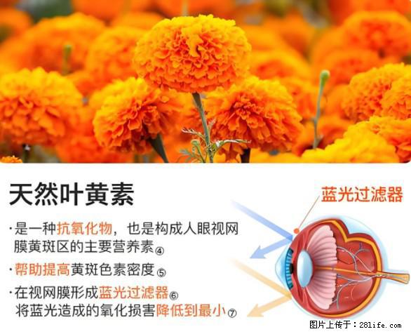 叶黄素有什么功效和作用 - 生活百科 - 淄博生活社区 - 淄博28生活网 zb.28life.net