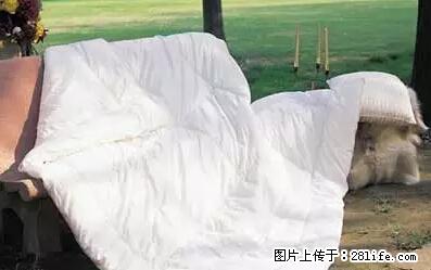 被子有异味？只要这样做，比晒太阳还强100倍！ - 家居生活 - 淄博生活社区 - 淄博28生活网 zb.28life.net