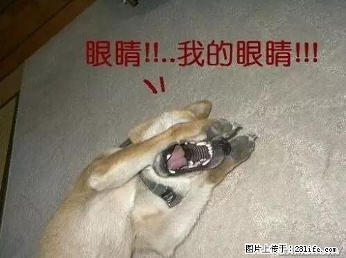 笑癫了！一女的怀孕三年未生，他终于忍不住了... - 娱乐八卦 - 淄博生活社区 - 淄博28生活网 zb.28life.net