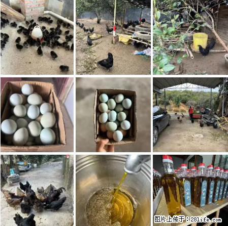 油茶园从小鸡仔开始养起的纯土鸡、土鸡蛋可以预定啦！还有前几天刚榨的纯山茶油哦 - 美食天地 - 淄博生活社区 - 淄博28生活网 zb.28life.net