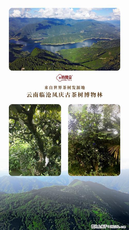 时间果百年古树2025年春红茶 - 购物交流 - 淄博生活社区 - 淄博28生活网 zb.28life.net