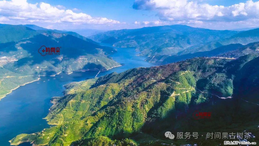时间果百年古树龙珠普洱生茶 - 购物交流 - 淄博生活社区 - 淄博28生活网 zb.28life.net