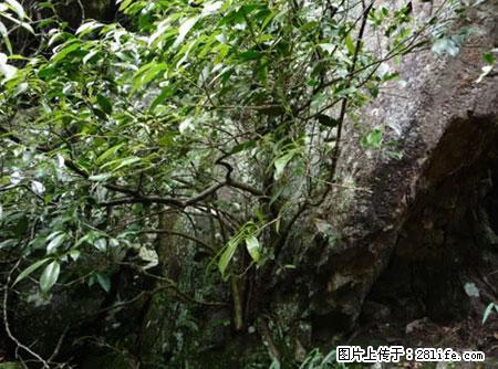 平乐石崖茶，珍贵仅次于金花茶 - 淄博生活资讯 - 淄博28生活网 zb.28life.net