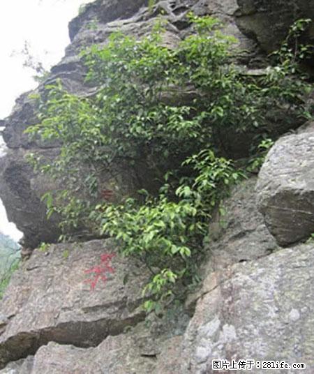 平乐石崖茶，珍贵仅次于金花茶 - 淄博生活资讯 - 淄博28生活网 zb.28life.net