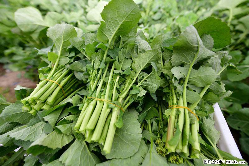 这些蔬菜是“天然钙片”，这6种被医生重点推荐 - 淄博生活资讯 - 淄博28生活网 zb.28life.net